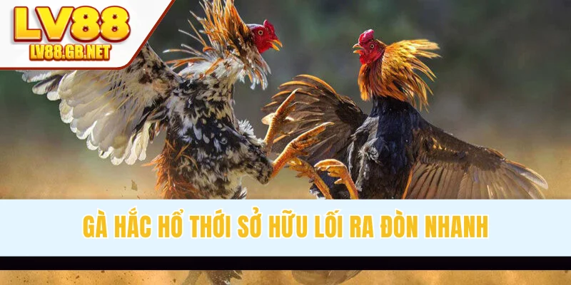 Gà hắc hổ thới sở hữu lối ra đòn nhanh