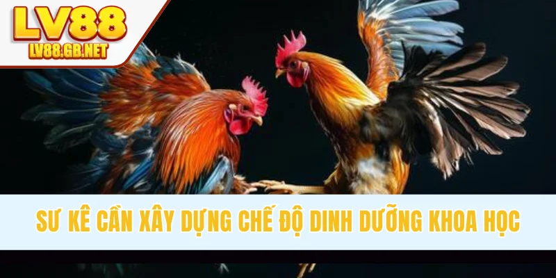 Sư kê cần xây dựng chế độ dinh dưỡng khoa học
